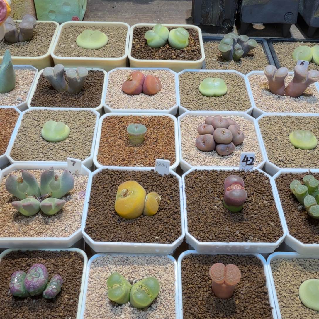 万***筒多肉多肉多肉万花筒70元