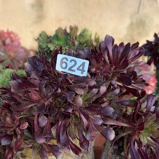 越***好多肉植物一个黑法624