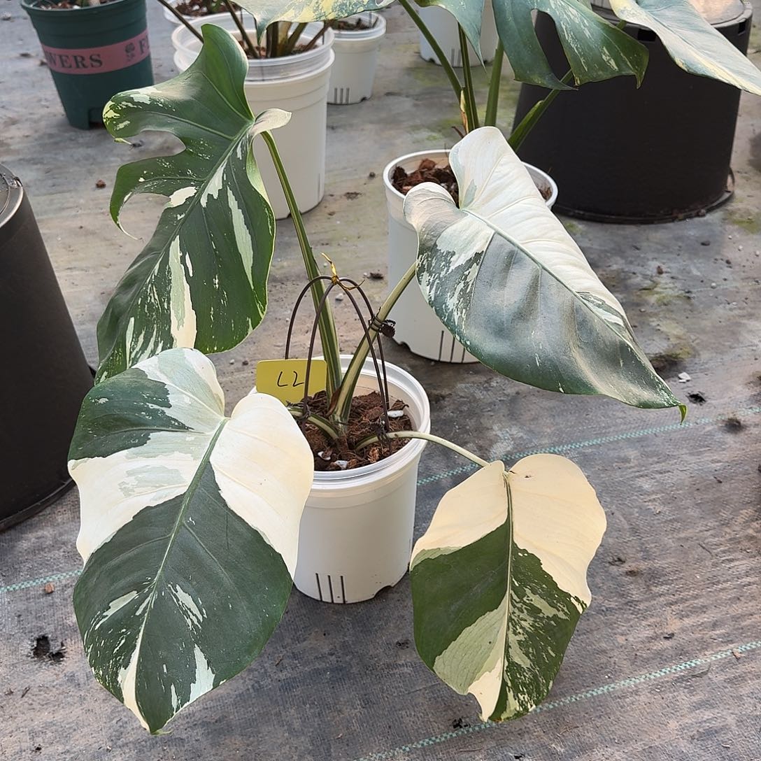 不开花植物泰国薄荷顶芽C2