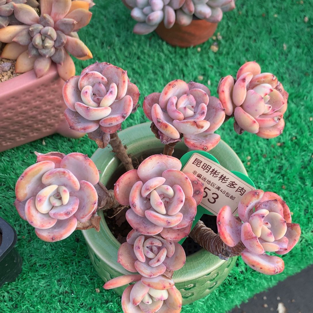 白月光老桩无砍453