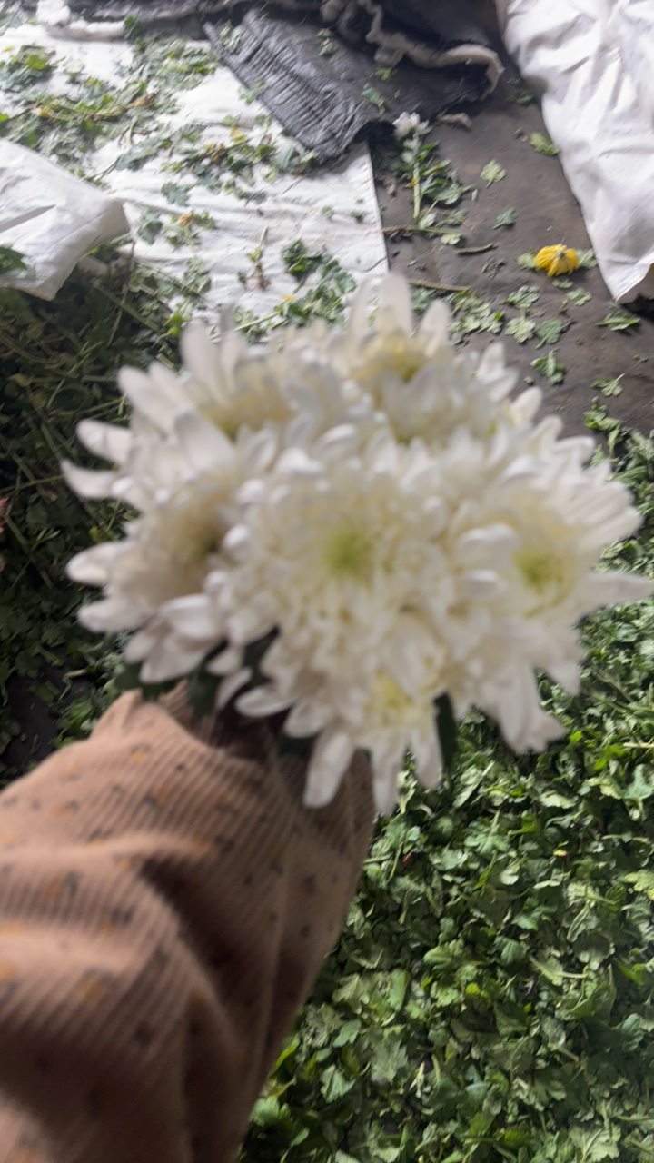 江苏白菊  祭祀用花10支   发中通