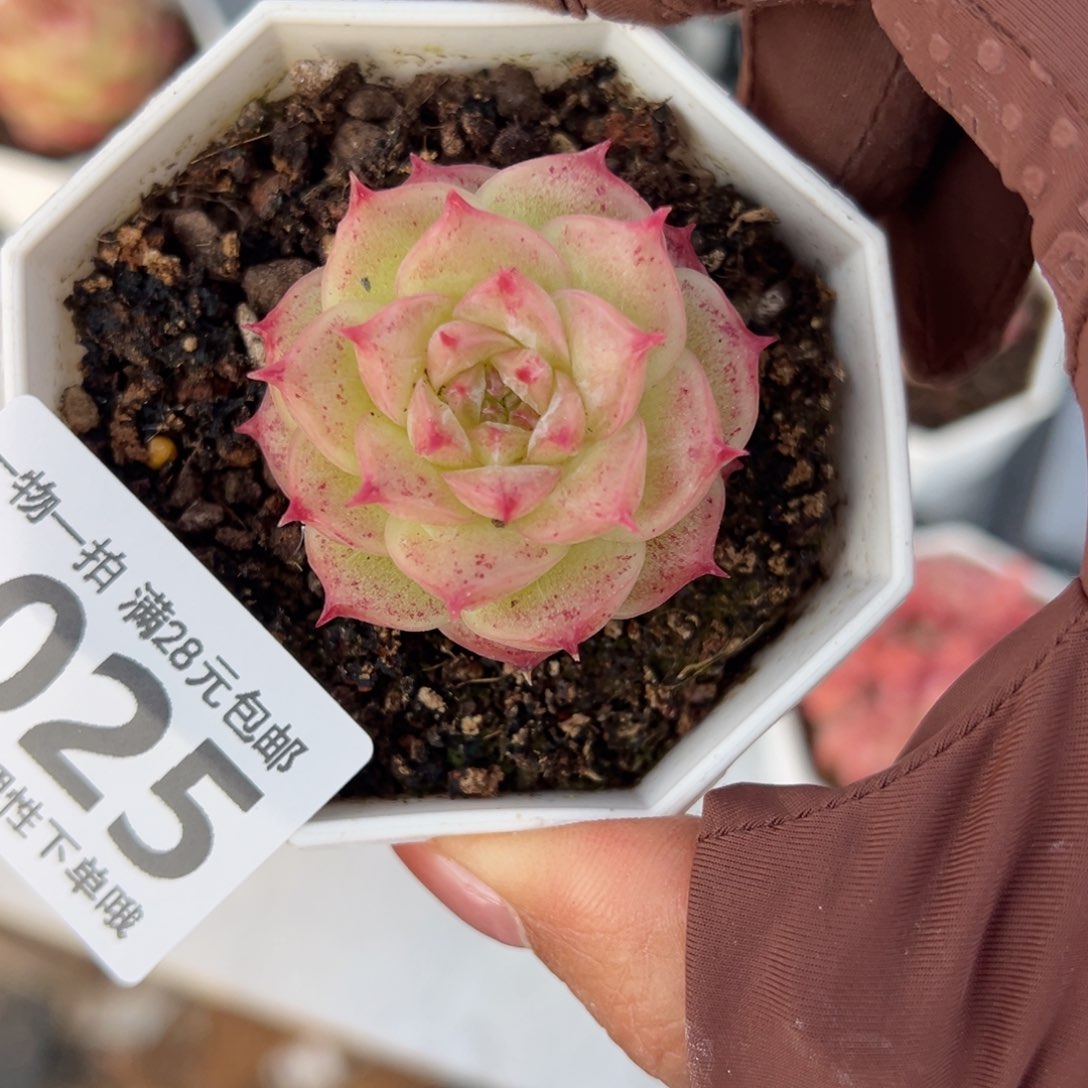 灵眸多肉多肉多肉多