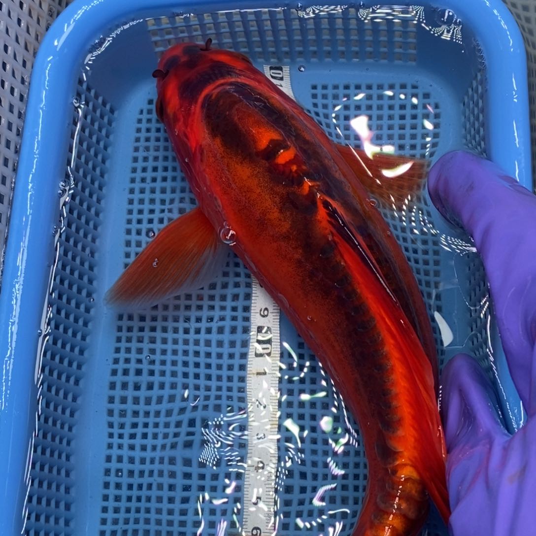 锦鲤冷水锦鲤包邮