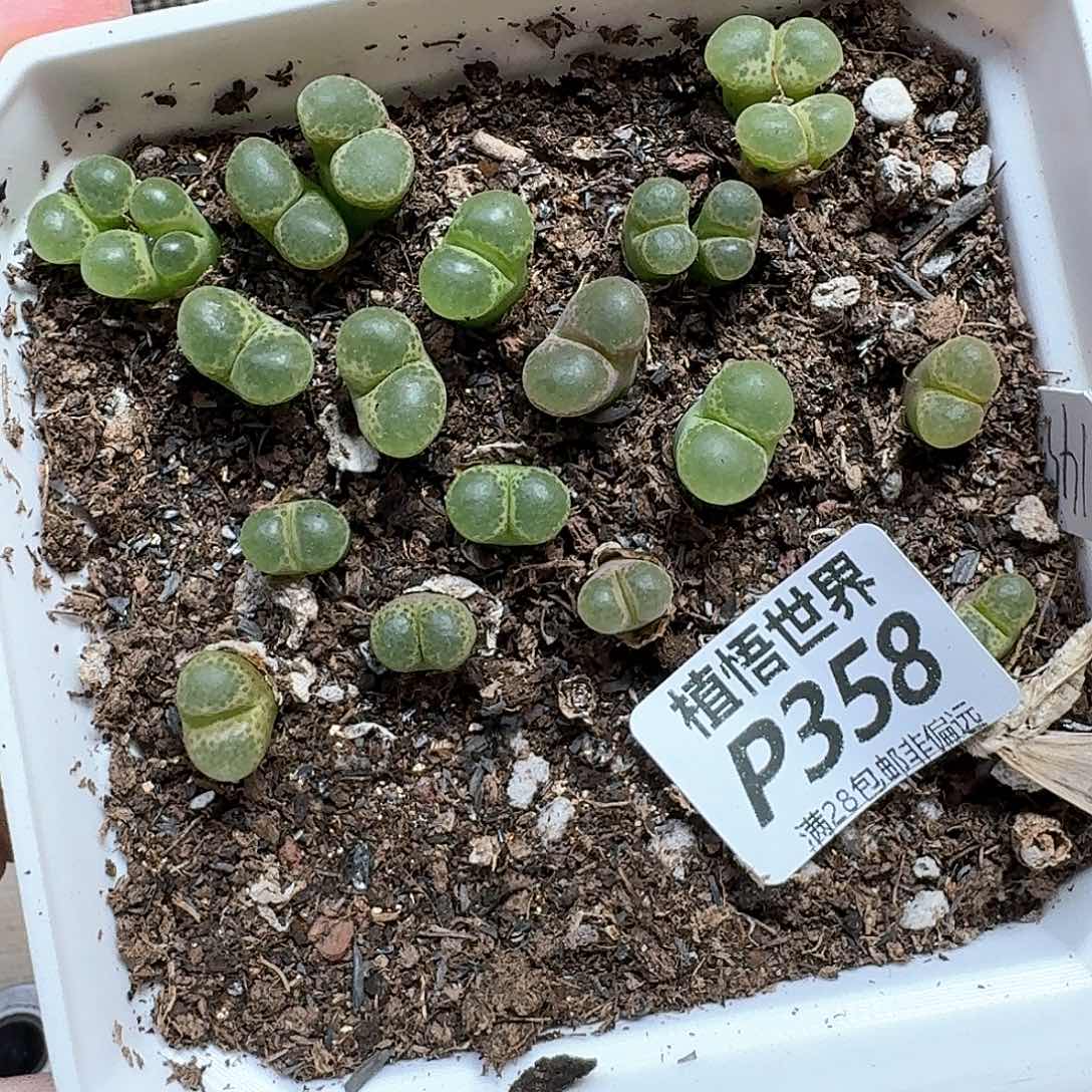draw的润泽的多多肉植物