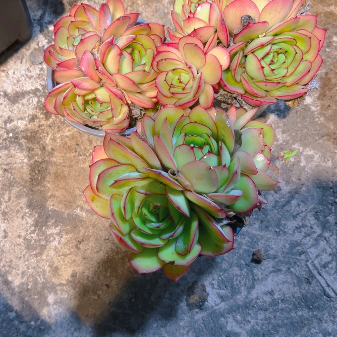 牡丹亭多肉23456899987654