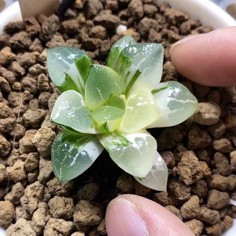 【闪购商品】60祥云杂