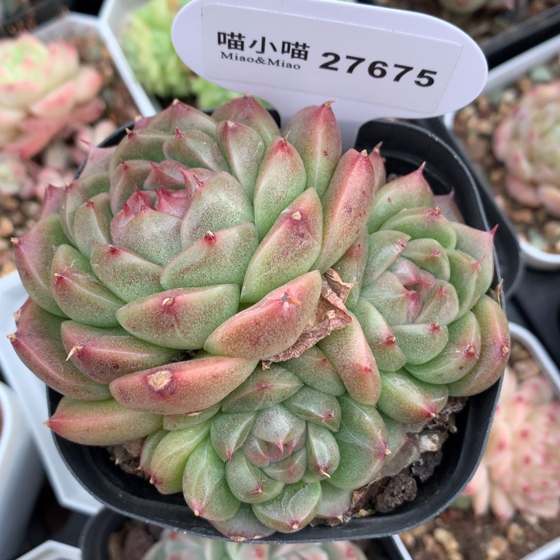 海****，多肉植物麦秆珍妮