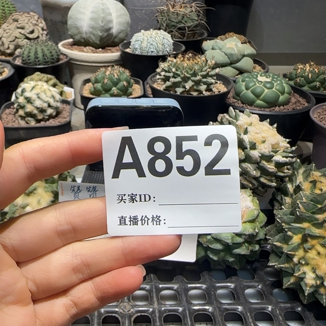 a***a实生仙人球特价一颗