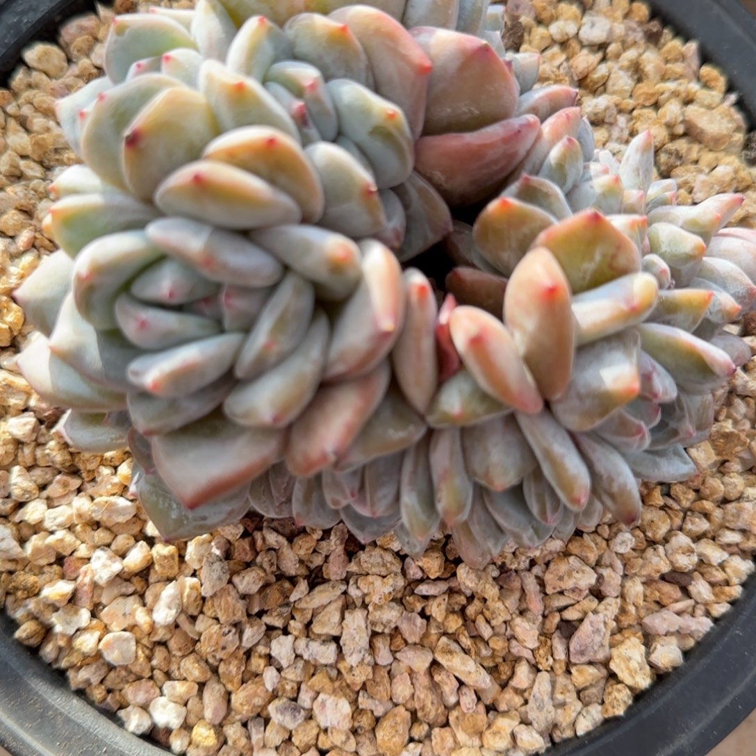 1208星影精品多肉