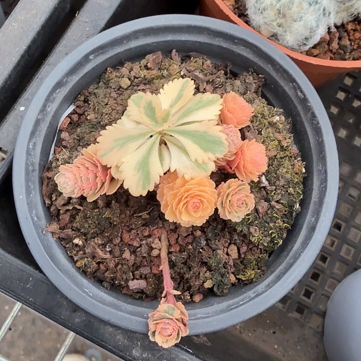 亚特兰蒂斯锦9仙人球