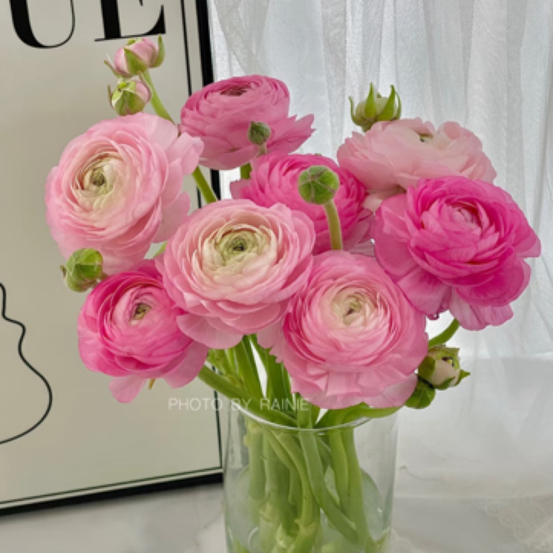 【伊春巧遇花店】粉色洋牡丹8-10支