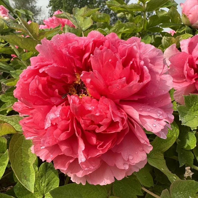 【原盆原土-春红娇艳】洛阳观赏牡丹花重瓣多层大花绿植花卉好养1