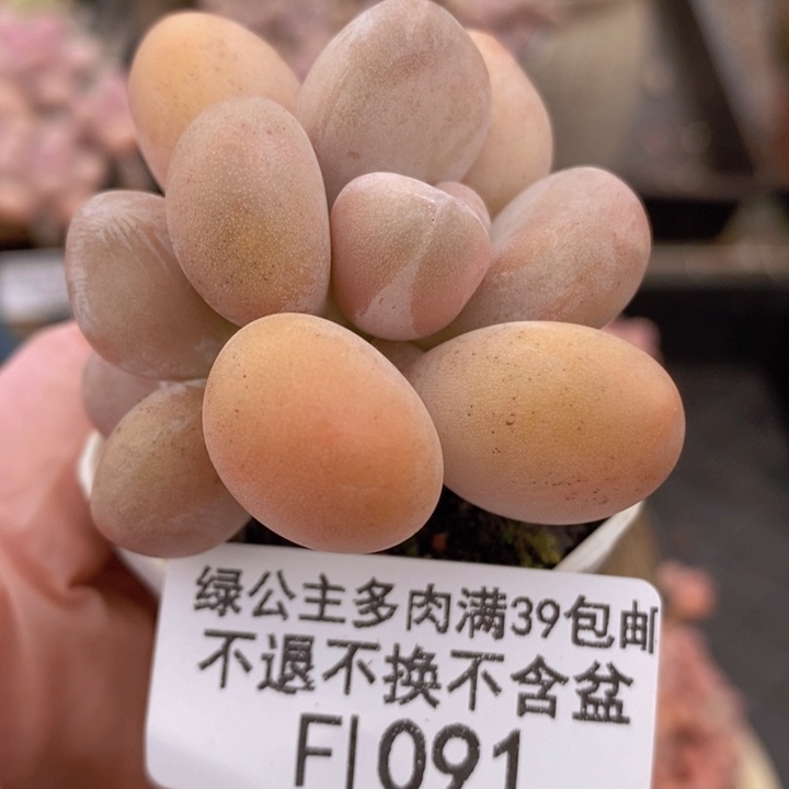 蛋黄奶5cm1091多肉植物