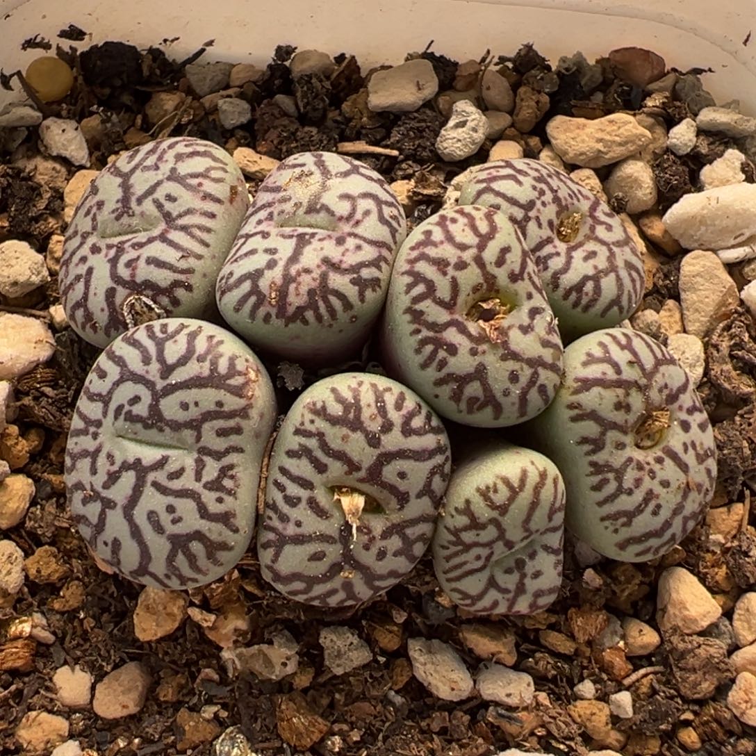 109多肉植物百科知识