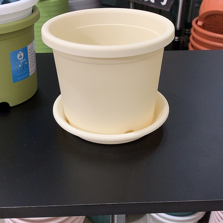 四季口15高12米黄5个带托