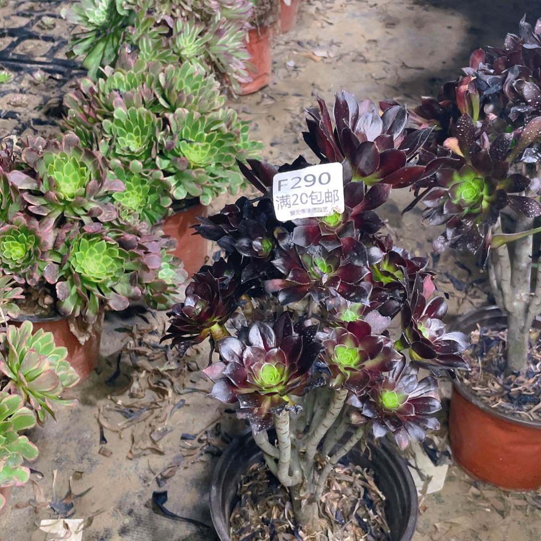 290黑法师多肉法师