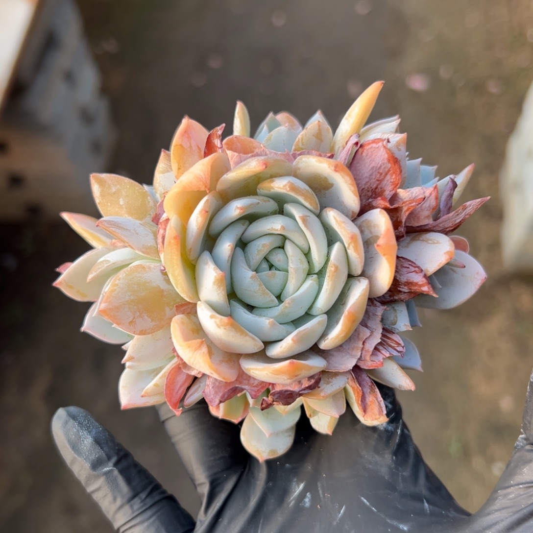 白茶手捧特价1111111111111