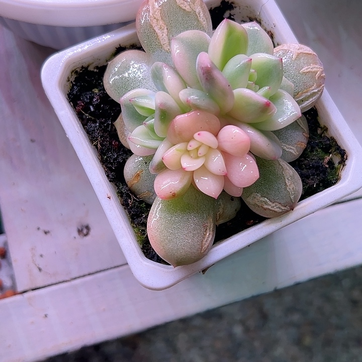 梦露底座38包邮偏远不包邮