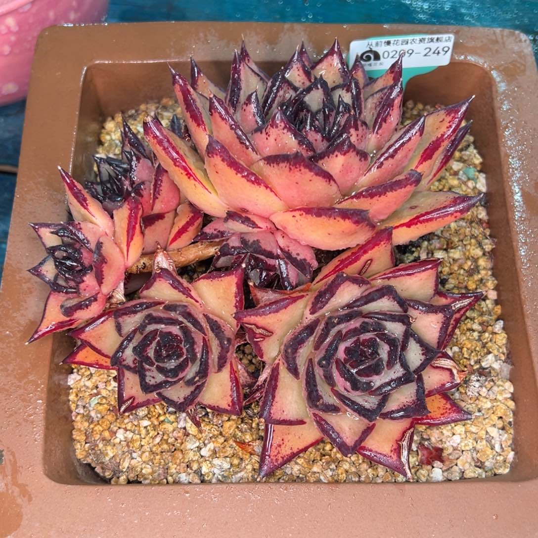 从前慢多肉精选编号0209.249