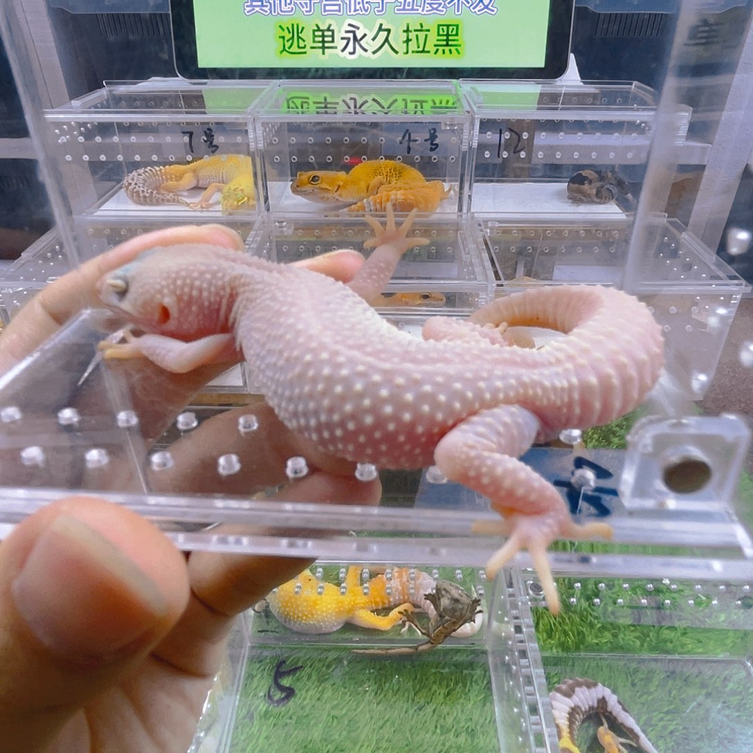 豹纹守宫守宫可爱好看迷人气质