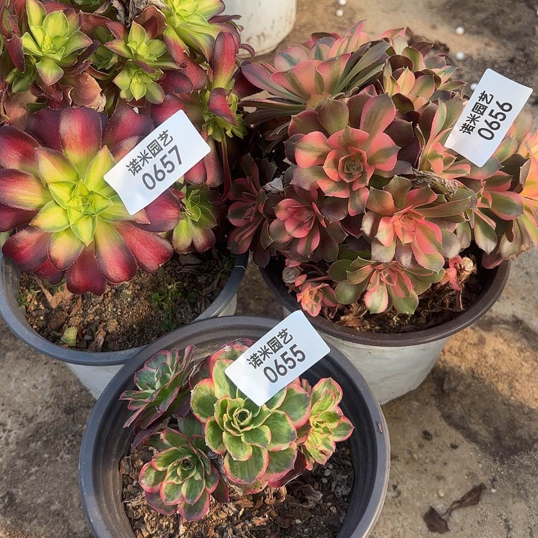 珍***韶华香妃纳福砍头群655-56-57