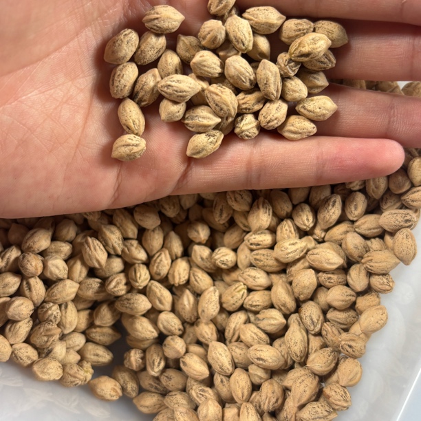 热振百香籽高桩直切原料