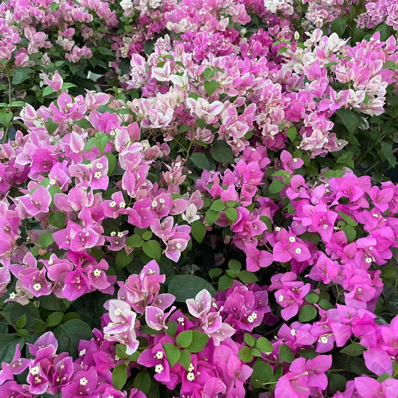 1号链接【一物一拍】老桩游龙弯飘 高飘三角梅盆景庭院阳台基地直发