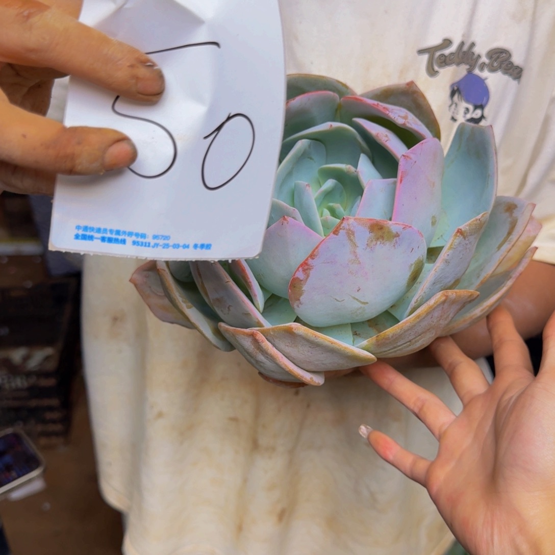 勿***生奶茶 一颗 不包损50号