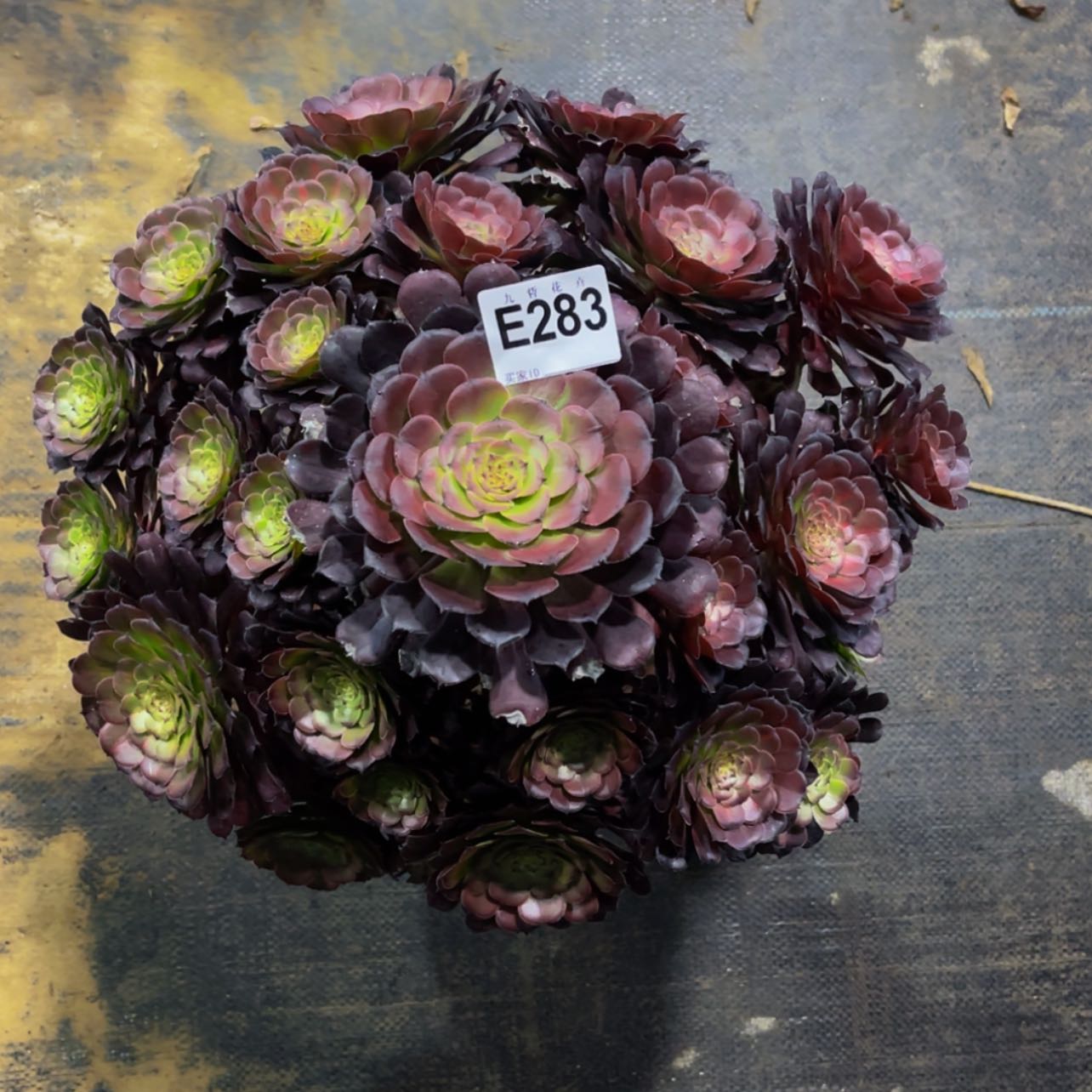 【闪购商品】28300