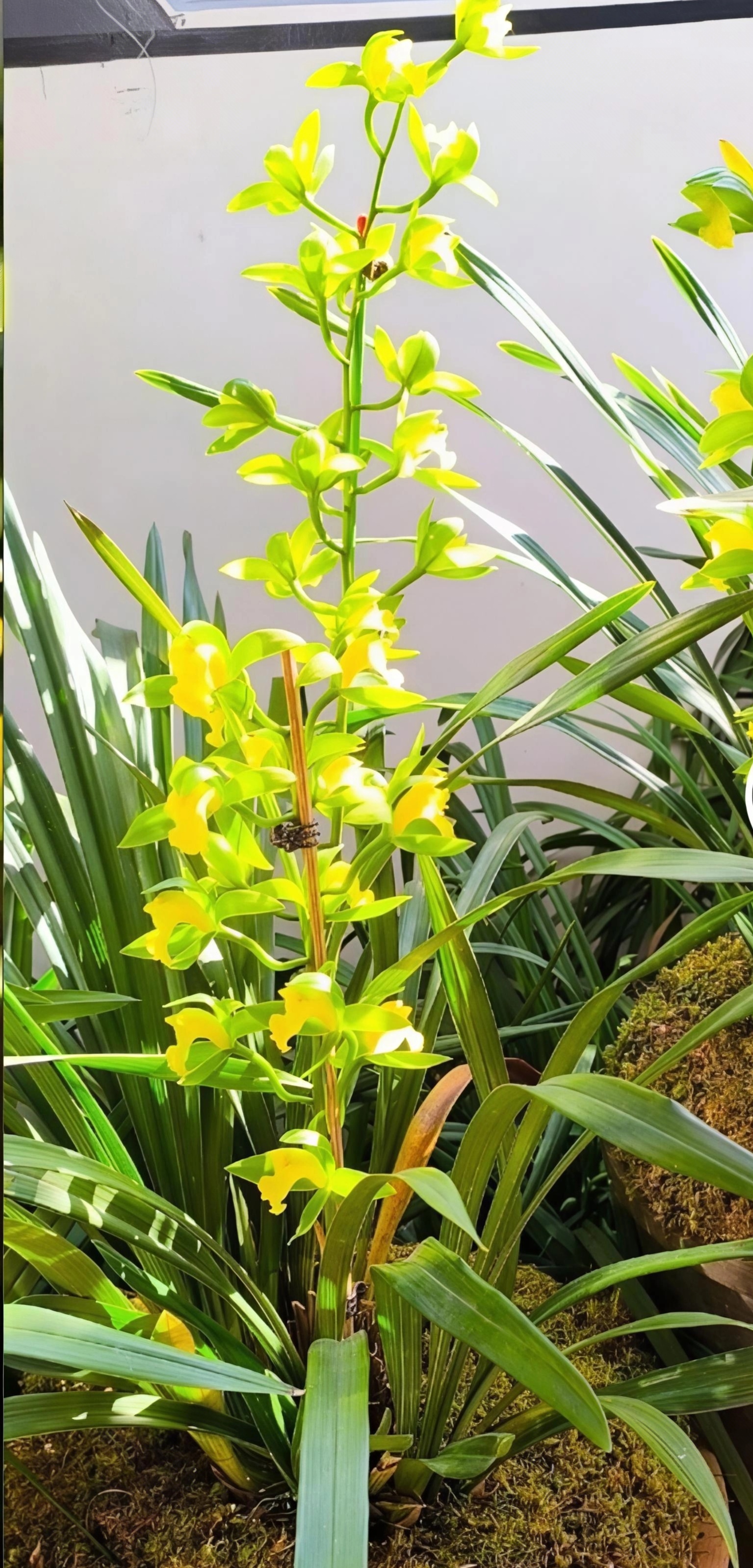 虎头兰青蝉个体素花，12-3月份花期，浓香型一物一拍