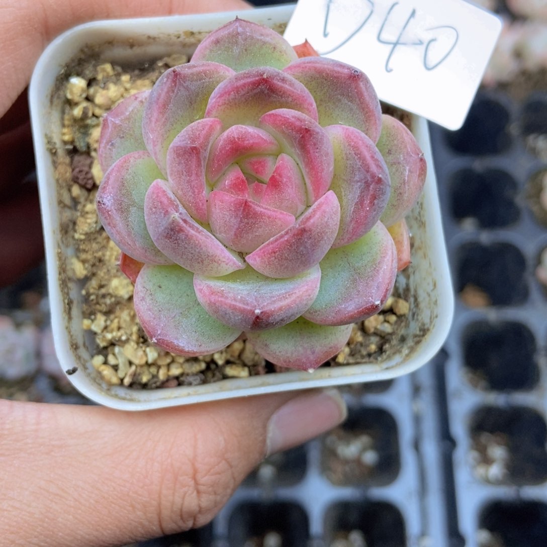 春泥家框拍链接D40