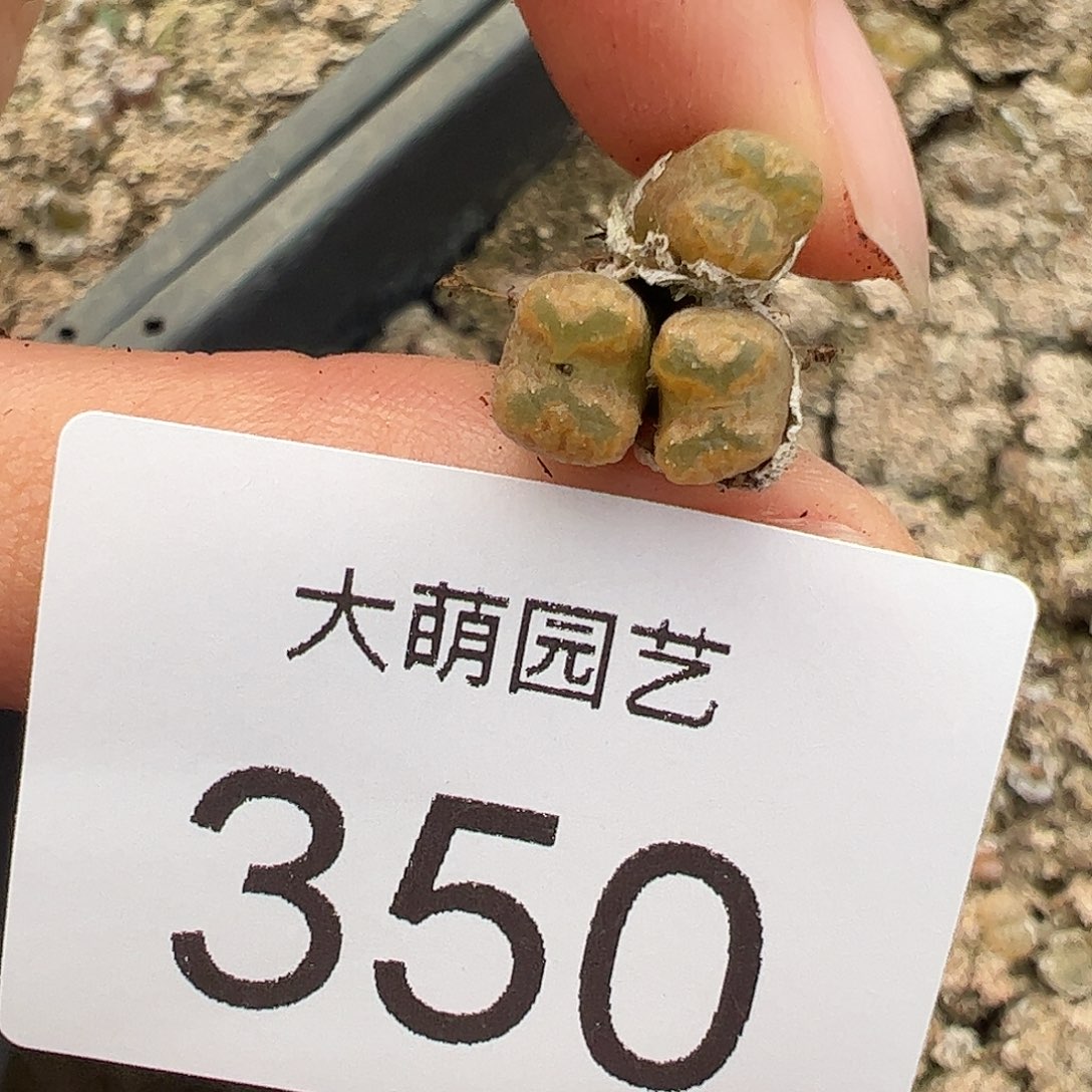 一物一拍MG1456.7冰渣火柴勋章350