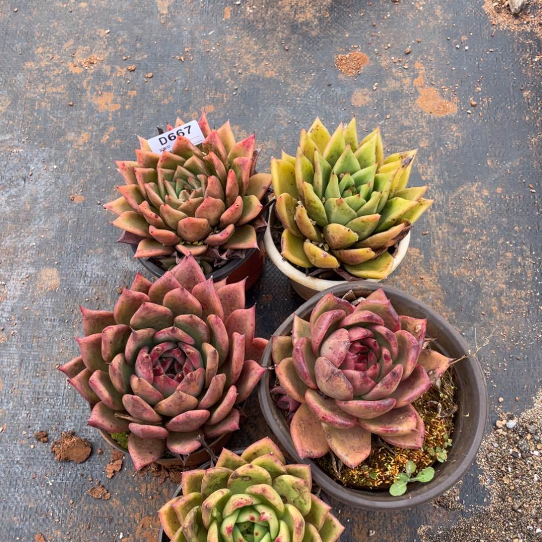 无花朵若如东云组拍D667