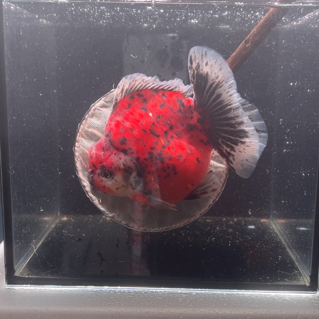 金鱼062。 99999999999