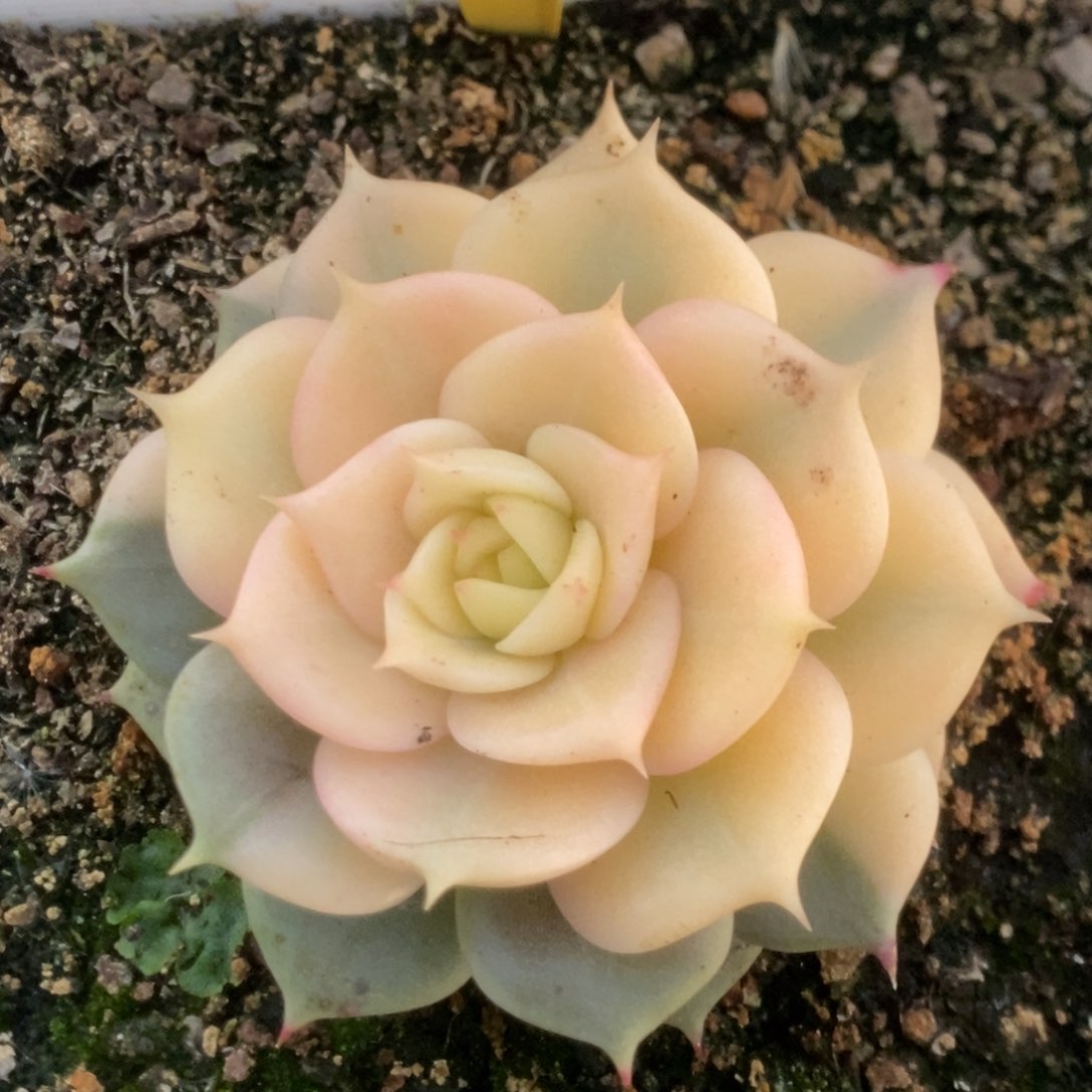 607贝加尔湖叶心全了要砍