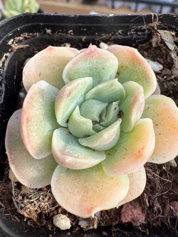 水晶虾饺多肉植物