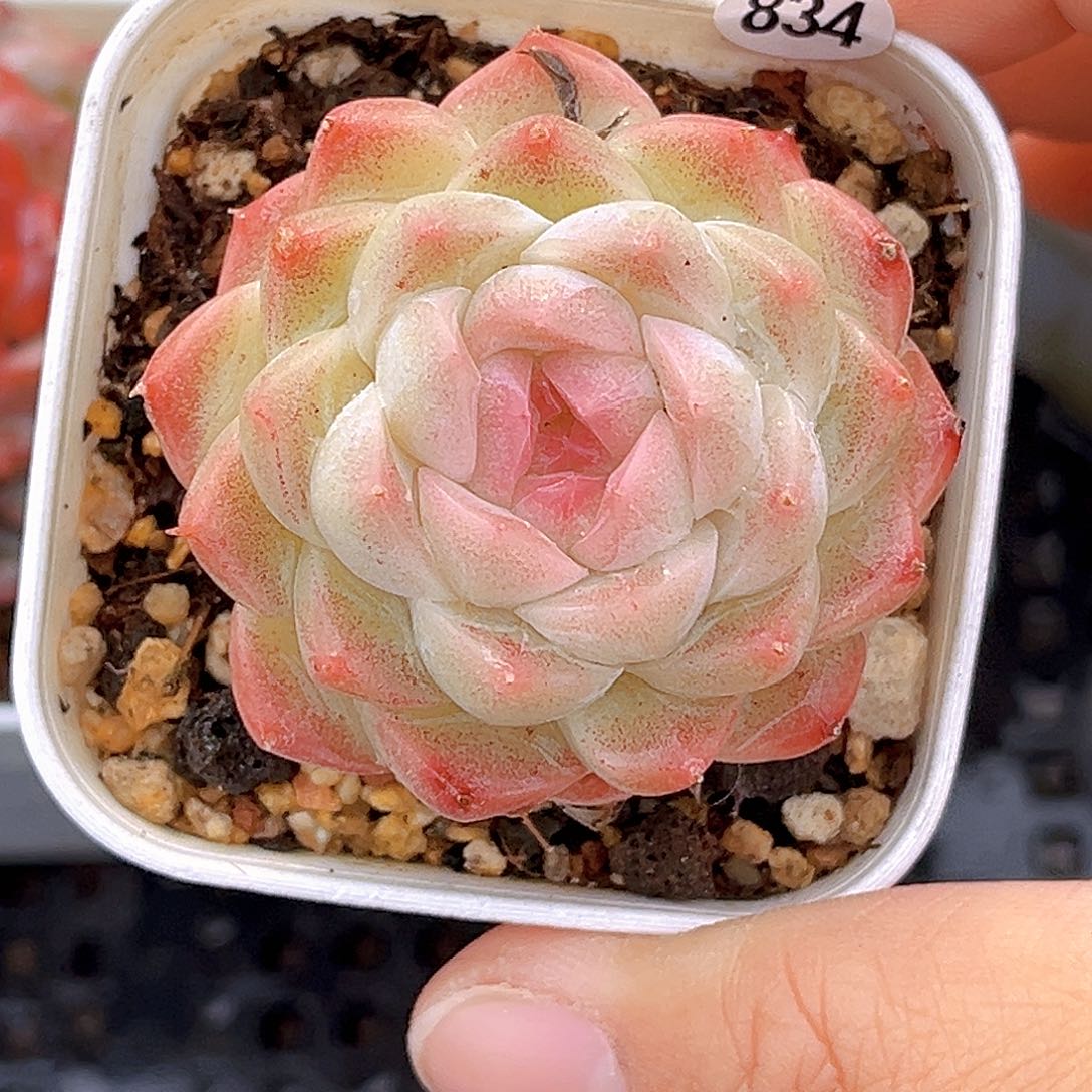 834 新品珍妮 满18包邮