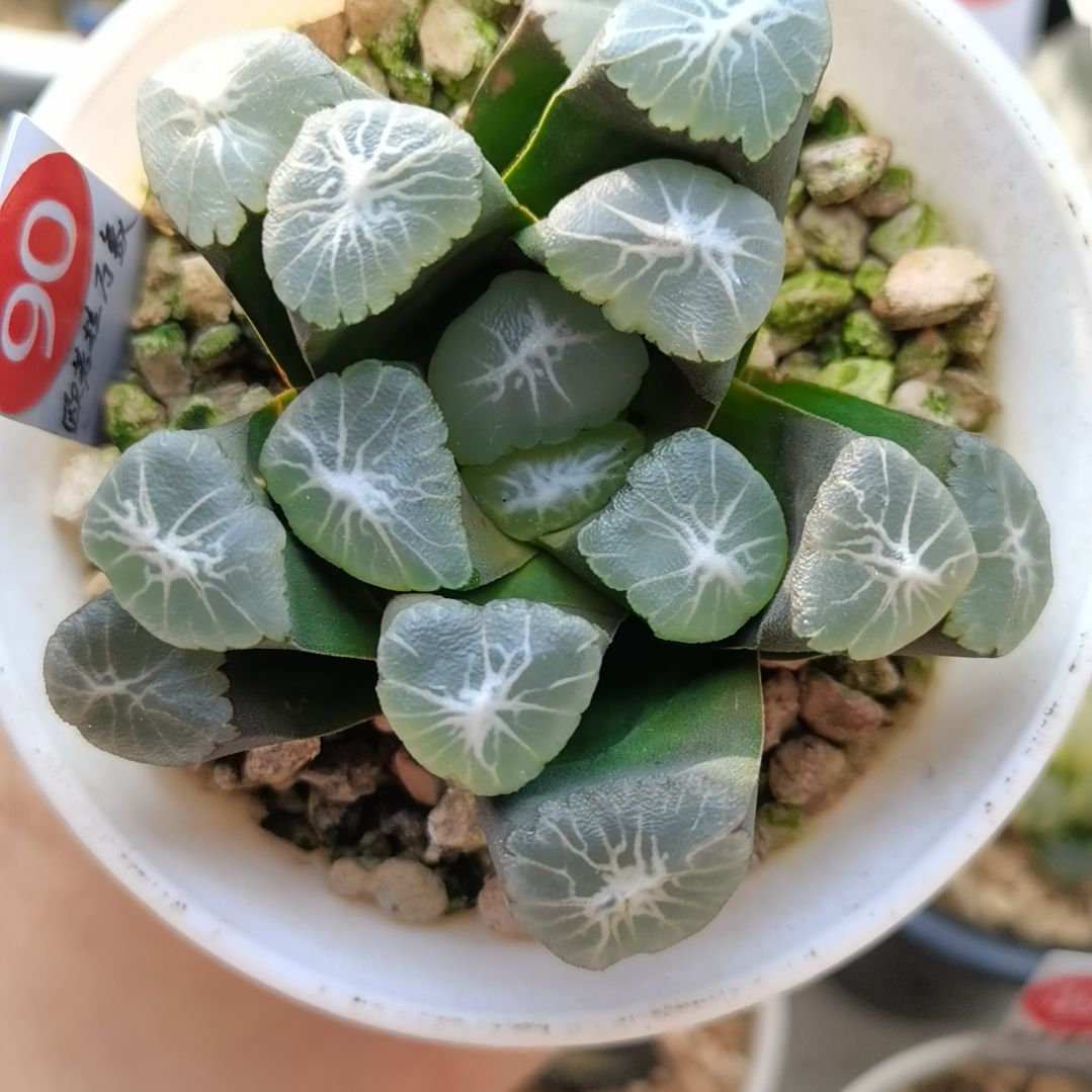 90号实生欧若拉万象一物一拍带盆土发货