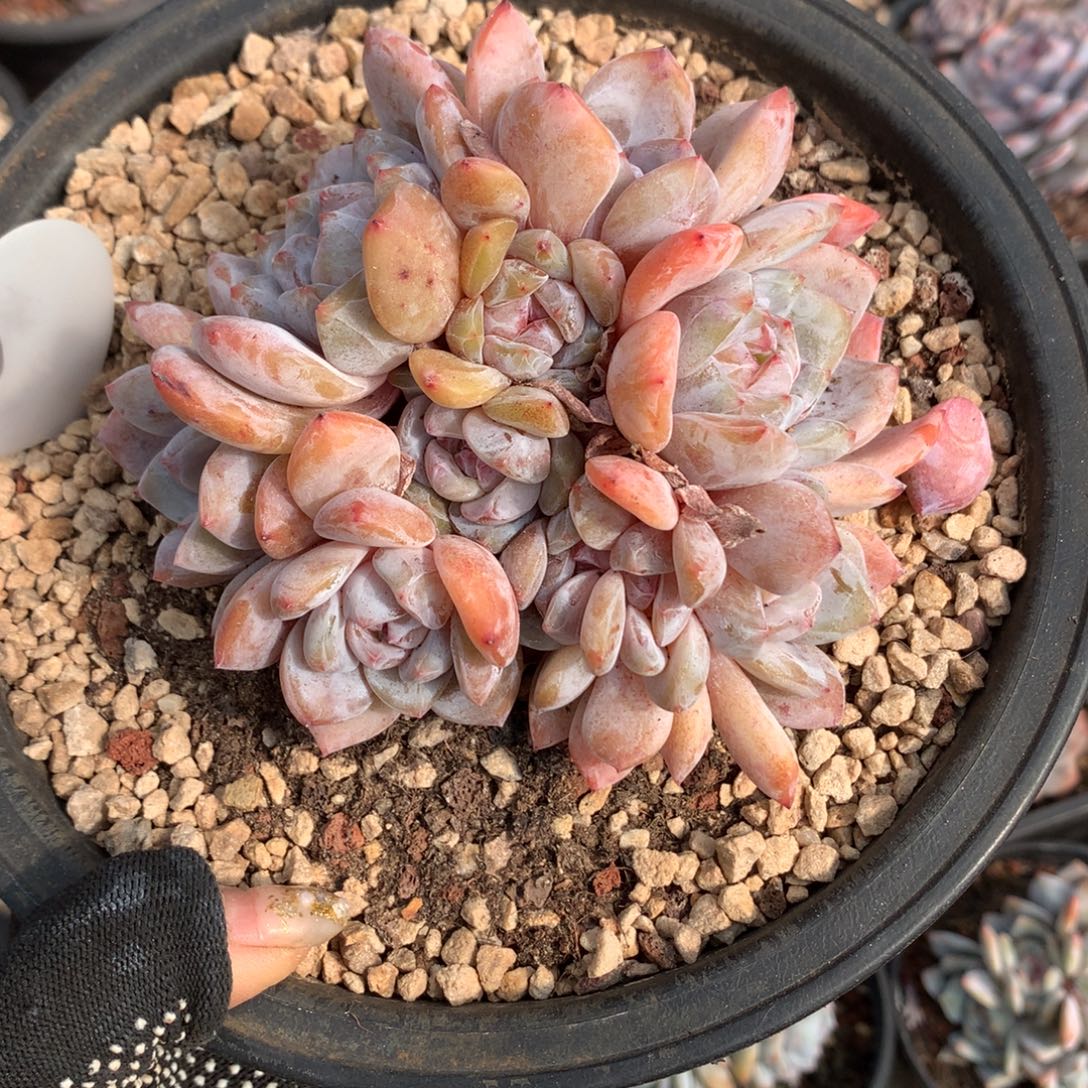 10头石榴籽哈哈哈哈哈哈哈哈！冰玉