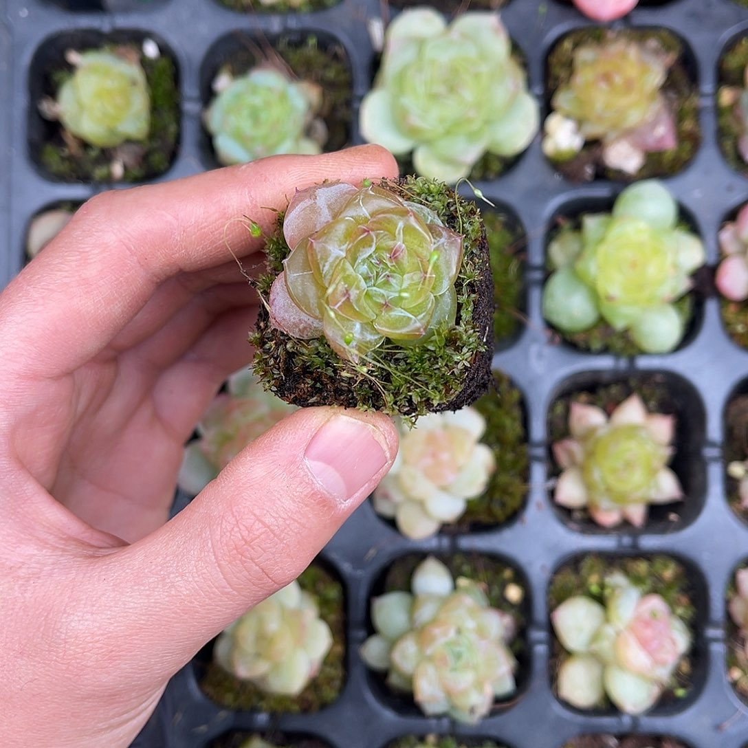 精品多肉一物一拍17-142