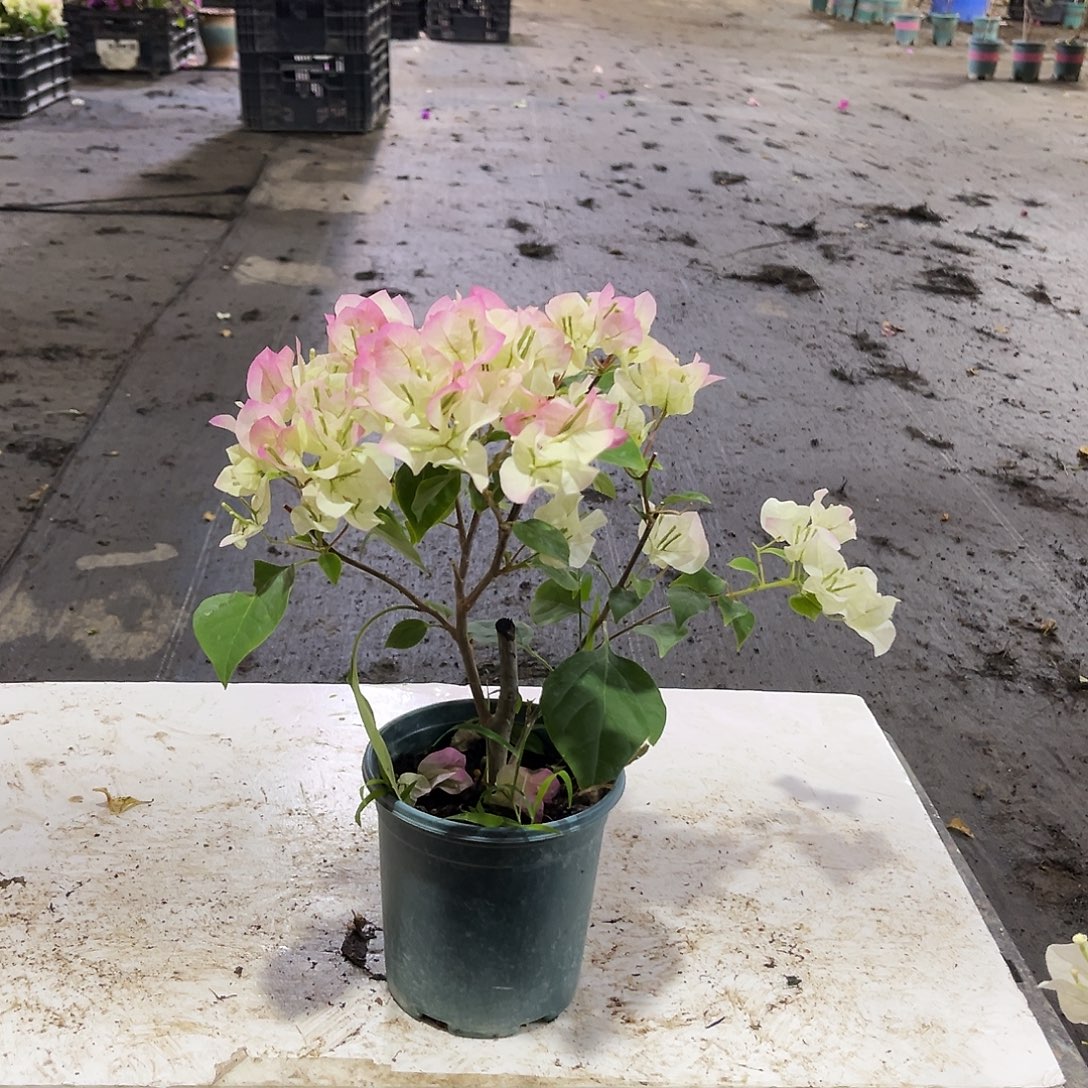 大部分花苞少量开放绿樱掌中宝一颗