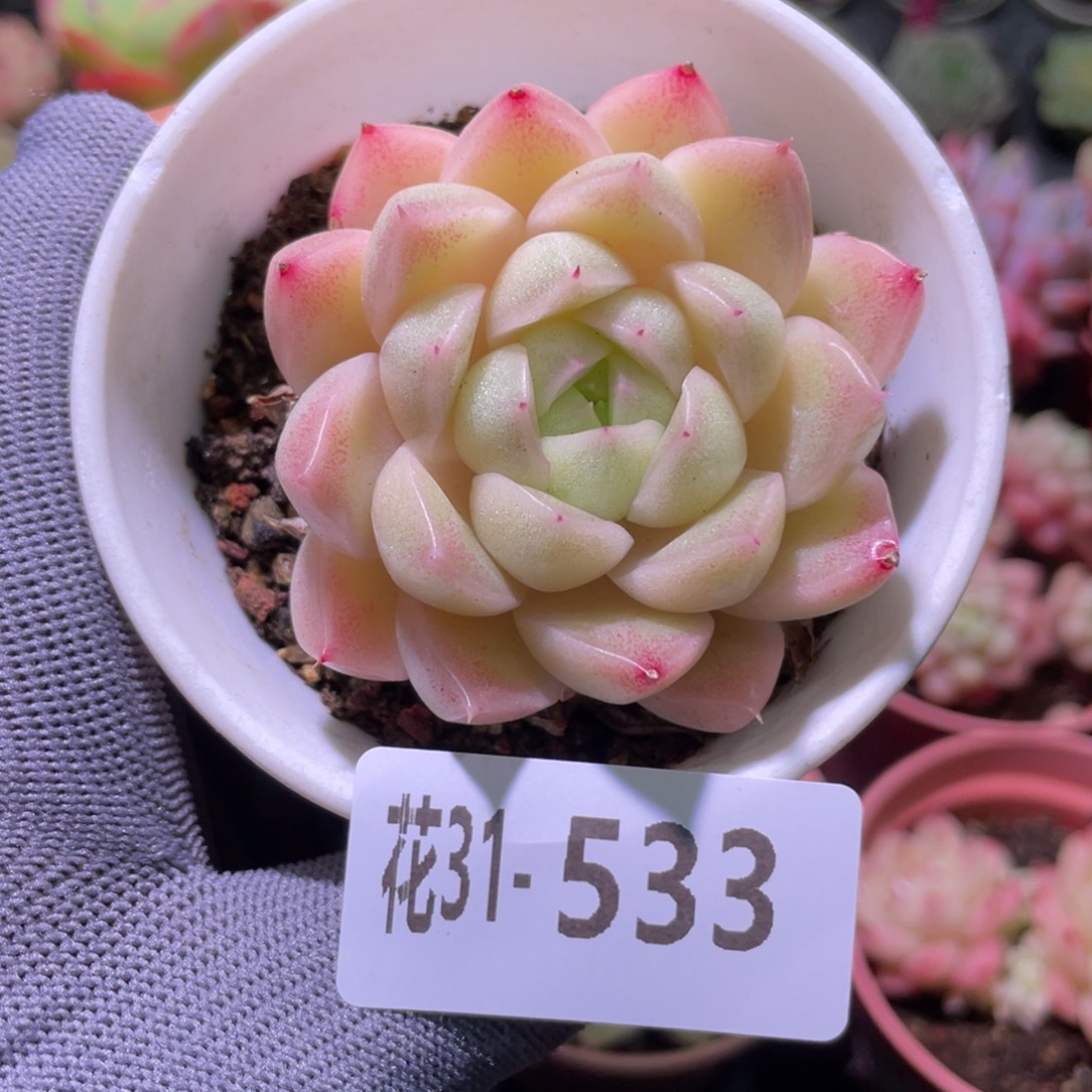 花利美31-533麦秆