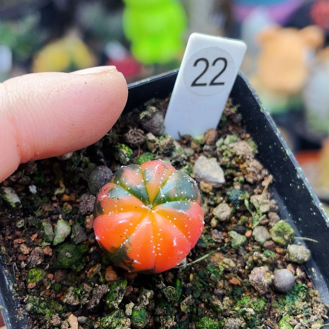 非偏远地区满25包邮仙人球1.5cm