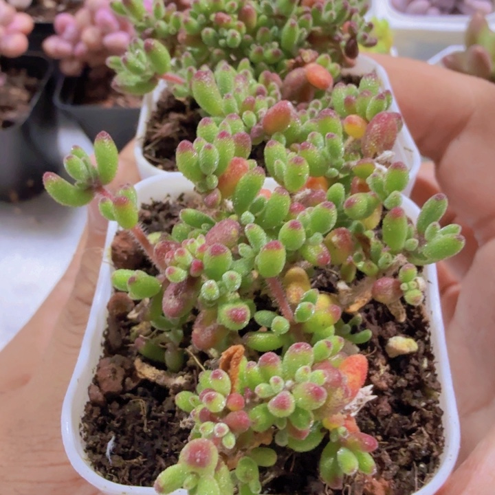 红宝石枝干福利一颗