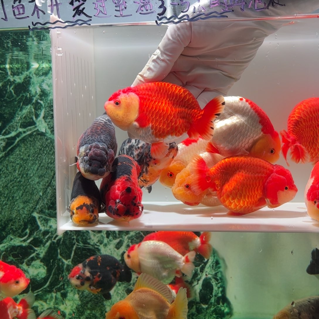 金鱼红顶可爱袍子