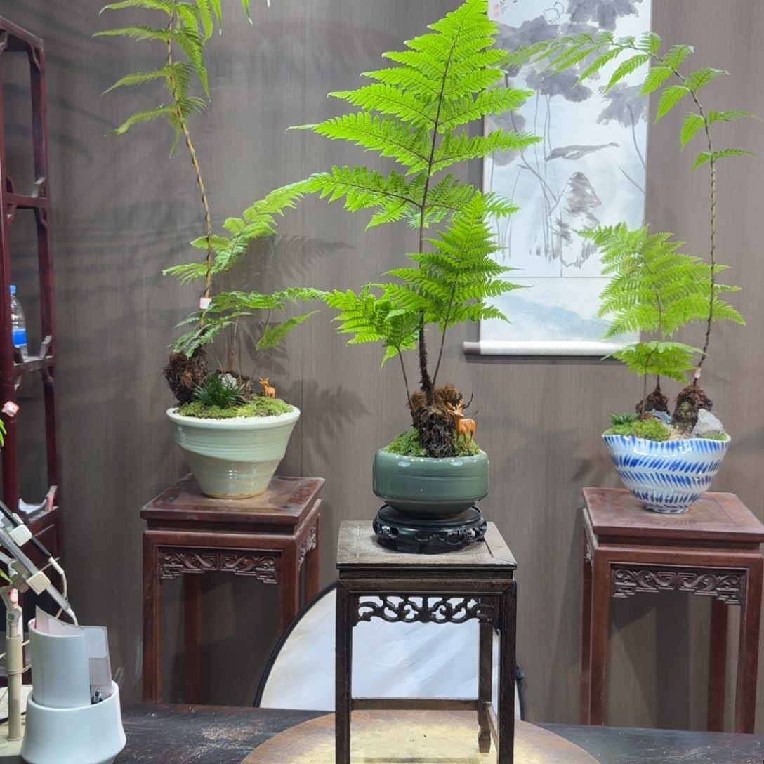 都***铺无花朵蕨类植物一物一拍