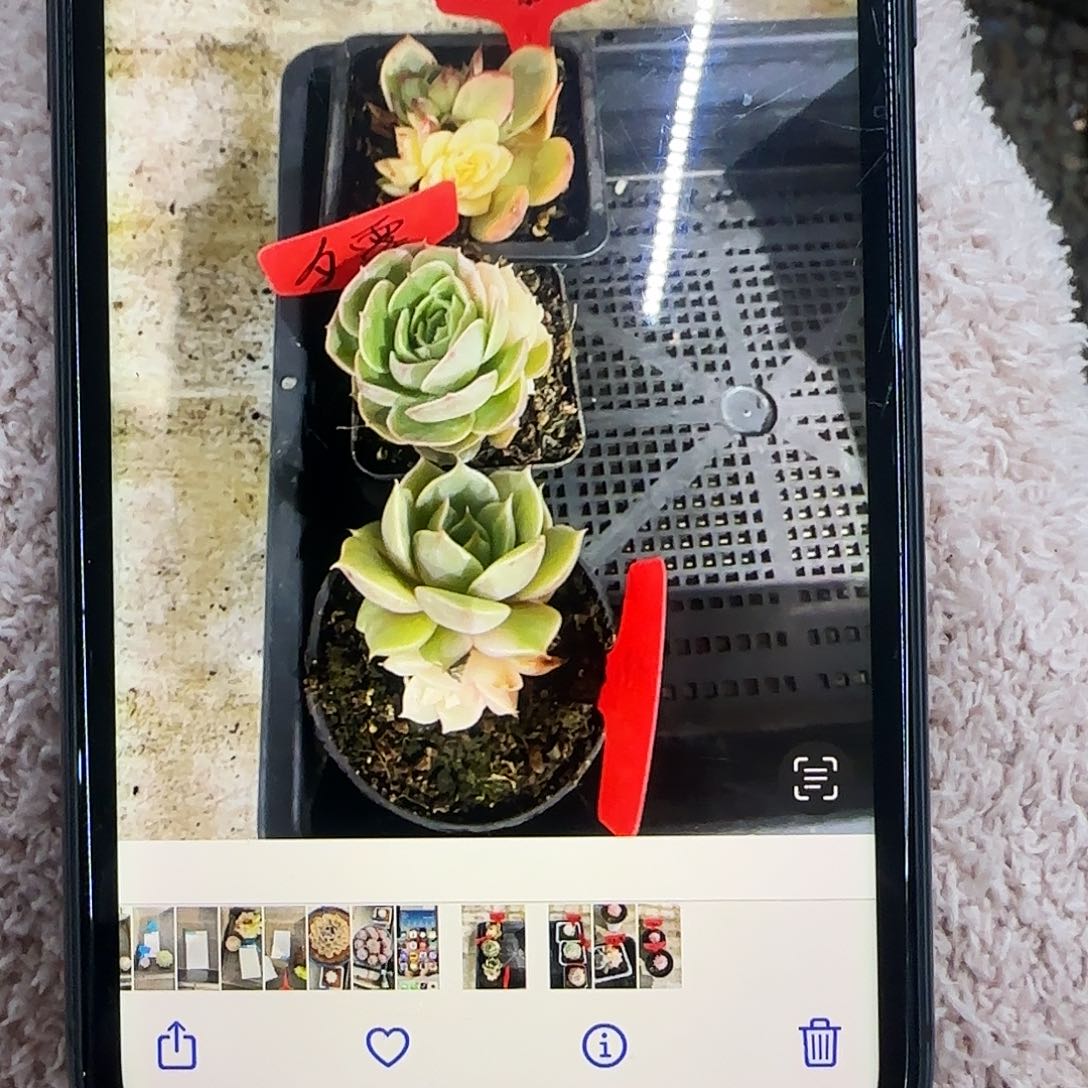 夕*三科多肉植物锦夕