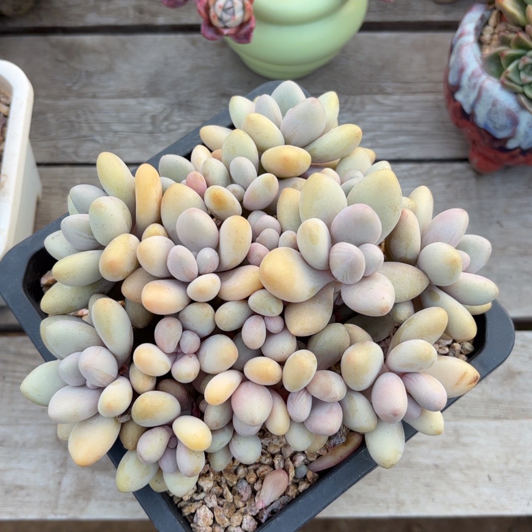 无花朵密多丽新年福利1111