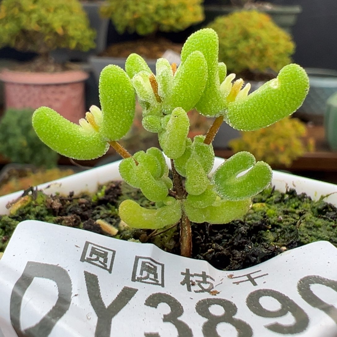 dy3890小可爱月曲冠幅3cm