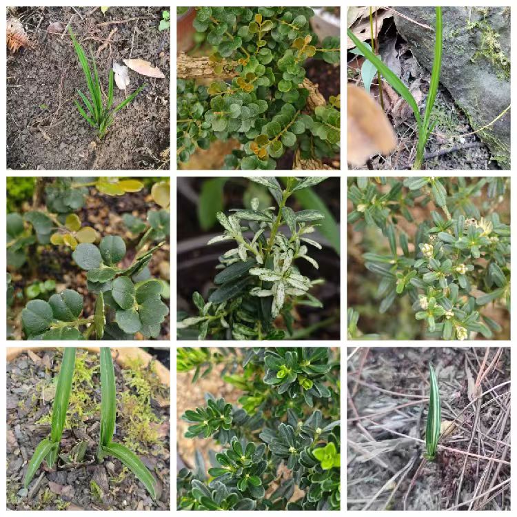 一物一拍  黄杨  资源兰花  